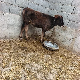 goleli sygyr