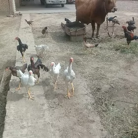 Paroda