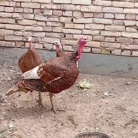 ARASSA OWAN INDUKLAR