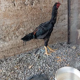 Taşkent horaz