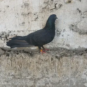 kepderi