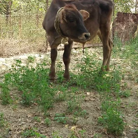 Öküz.