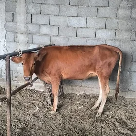 Tüwe