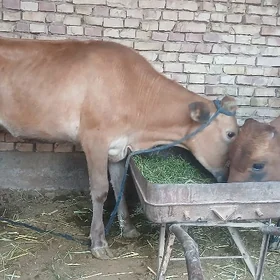 Tüwe