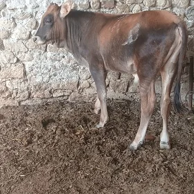 Tohum okuzce