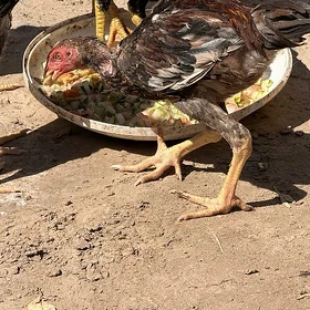 paroda towuk