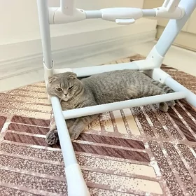 котенок