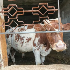 göle
