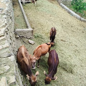 Tohum sygyr tuwe
