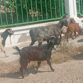 Goyun geci