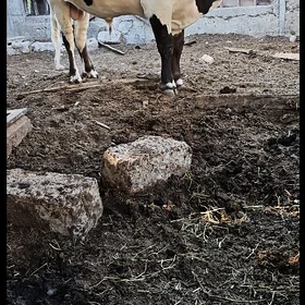 Göle öküz