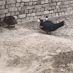 induşka erkek