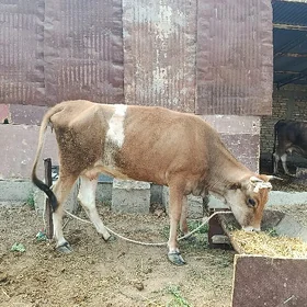 Tüwe