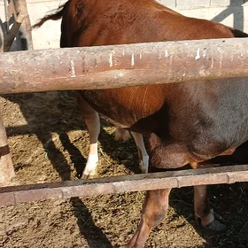 öküz