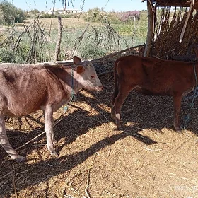 őküzçe bilen unojyn