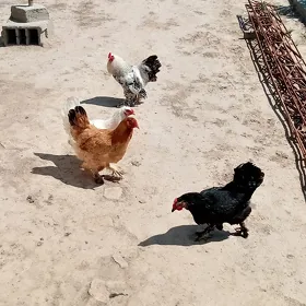 Brama paroda towuk ýumurga