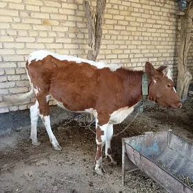 unajyn