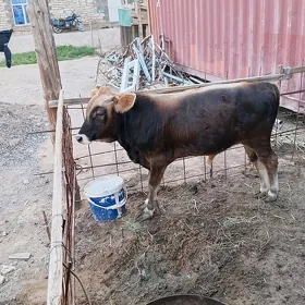 öküz