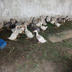 ordek gak gak