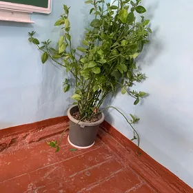 gül