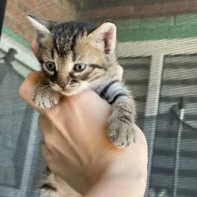 котёнок