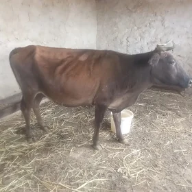 Sygyr