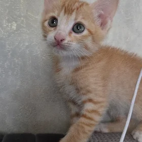 Котята домашние