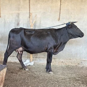 göleli