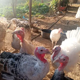 Induk