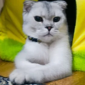 кот