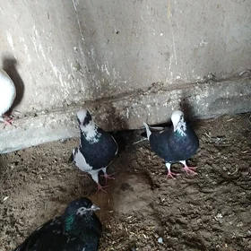 kepderi