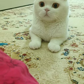 шотландский кот для вязки