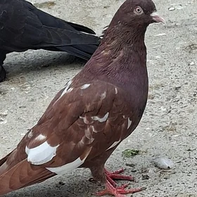 kepderi