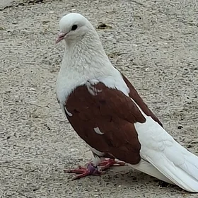 kepderi