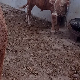 öküz