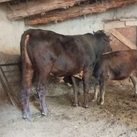 Öküz