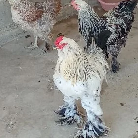 Brama horaz