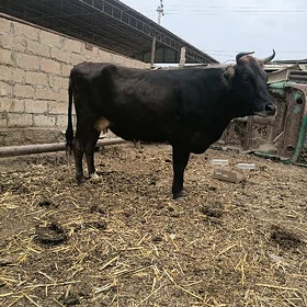 sygyr
