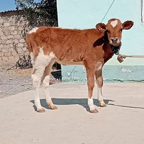 Tüwe