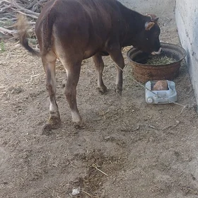 Tüwe