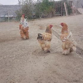 Brama towuk Horaz