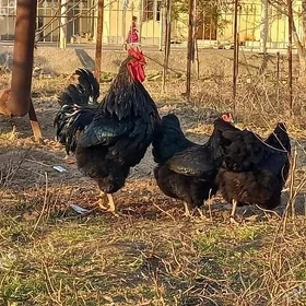 Jeris gigant ýumurtga