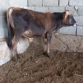 Ökiz