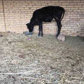 Göleli sygyr yagdayy gowy