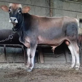 Arginal siwes öküz