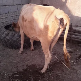 gysr sygyr