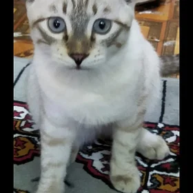 КОШКИ. ПИЩИК.