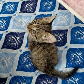 котёнок