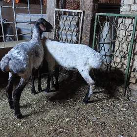 işşek