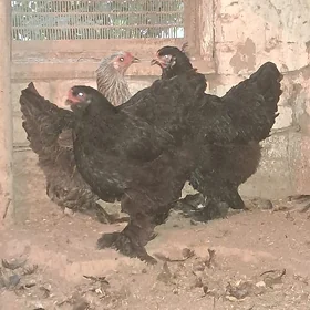 BRAMA YUMURTGA